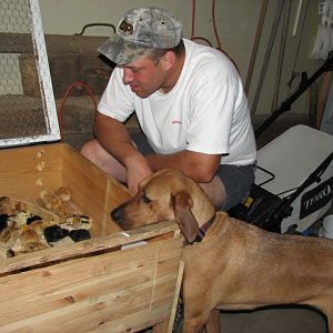 Hound dog Lily and hubby checking them out :)