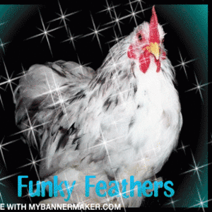 Splash Cochin cockerel