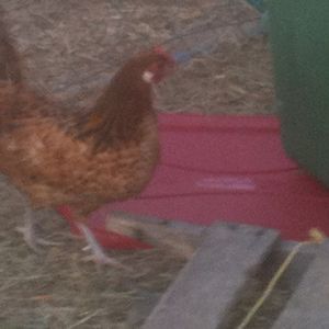 Golden Spangled Hamburg