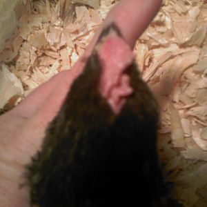 6 week old black copper Marans cockerel