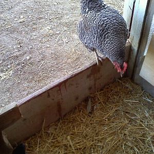 Barred Plymouth Rock named Lucy