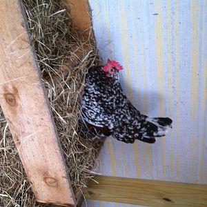 speckled sussex