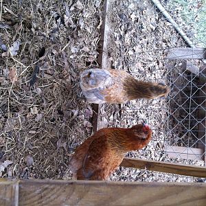 easter eggers