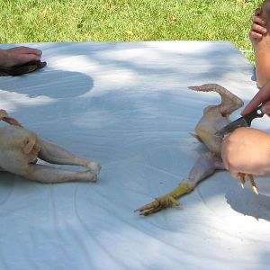 10 week old white Rock cross cockerels.