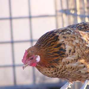 Golden Spangled Hamburg hen