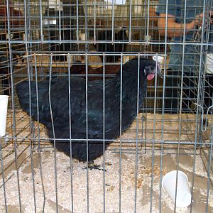MY WFFWinter Brisk 2011 015.jpg
 black java pullet