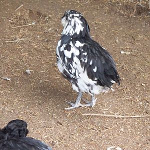 June14th2011 029.jpg
B&W Mottled Am