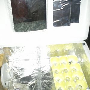 Haha, attempt #4 at making an incubator! All I hafta do is wire in a fan. This is for a class project though. And my weird buff cochinXameriauna cross eggs~ that I'll collect in a few weeks.

Attempt#1: Sucess
Attempt#2: Failure
Attempt#3: Haitus
Attempt#4: In Progress
