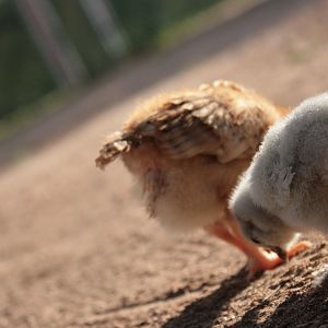 Chicken butt