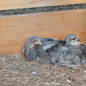 Blue Rock chicks from Halo
