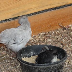 My sweet silkie, with blue rock chicks in feeder bowl