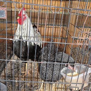 Silver Penciled Rock roo and BR hen from tigercreek