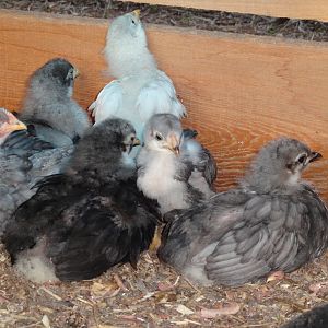Blue Rock chicks from Halo, hatched 12/31/11