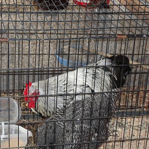 Silver Penciled Rock roo and BR hen from tigercreek