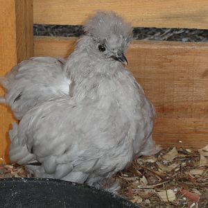 Woooz a wittle silkie??