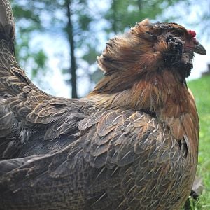 EE hen named Coco (RIP)