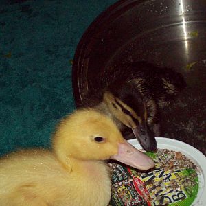 Mallard and Pekin duckling