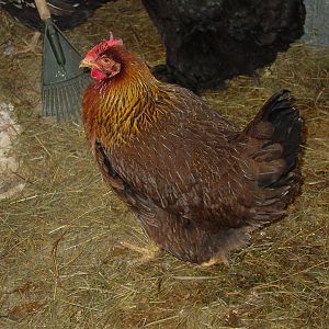 Coco was once queen of the coop.  Her ranking dropped when I got new chickens. She is roughly 4 years old. She will turn 5 in April.  I don't know what breed she.