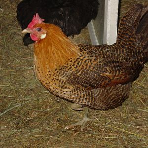 I have two of this breed. This is Ruby. My other one doesn't like my camera to well. She and her 'sister' are queens of the coop. I don't know what breed she in, I know they are aggresive little birds. She is not a year old. She will turn a year in June.