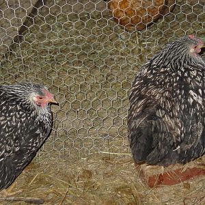 Pewter and Silver are my newest birds. Unlike my other chickens that I raised as chicks, these two where given to me. I don't know how old they are or what breeds. They are very shy.
