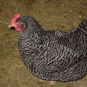 Chocolat is my Barred Rock. She likes to me to pet her, but doesn't like to be picked up. She is two years old.