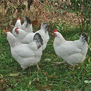 2011 Pullets