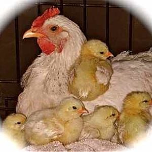 2009 Broody and chicks