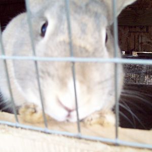 Fufu my bunny (RIP)