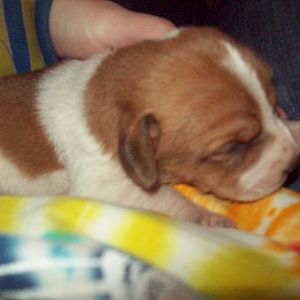 One of my puppies named Sigh (RIP)
