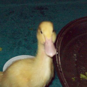Pekin duckling (Aflac)