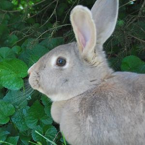 Fufu my bunny (RIP)