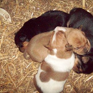 Puppy pile