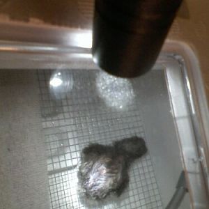 First chick I ever hatched :) 1-30-2012