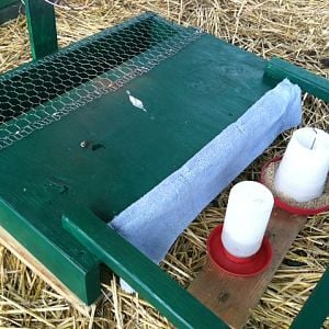 brooder