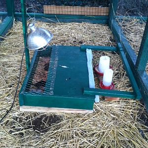 brooder2