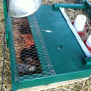 brooder3