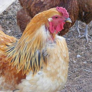 Buff Brahma rooster