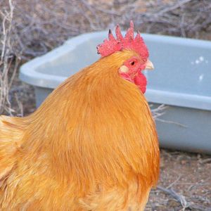 Buff Orpington rooster