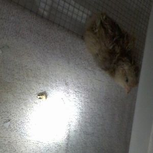 chicky #2 1-31-2012