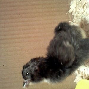 1st one out, day old