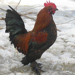 Brown/ Red d'Uccle rooster