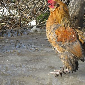 Brown/ Red on Blue d'Uccle Rooster