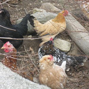 Group of d'Uccle and cochins