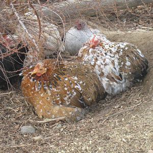 two Mille Fleur bantam cochin hens