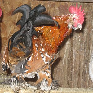 Mille Fleur d'Uccle rooster