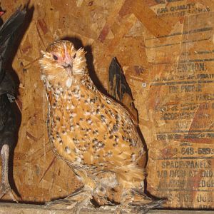 Mille fleur d'Uccle hen