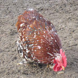 Mille fleur bantam cochin rooster