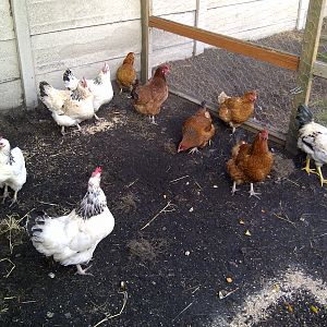 chickens 332.jpg