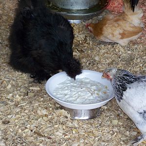 First taste of yogurt! Chaka, Miss Patsy, and Oreo.