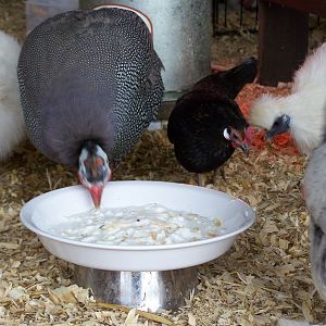 Took a while for them to test the yogurt out, but once they did they loved it!

Pearl, ? (trying to find out what kind this one is), Sylvia (silkie)